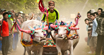 Makepung Buffalo Races