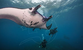 Nusa Penida Scuba Diving in Manta Ray