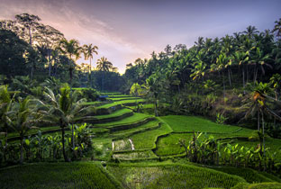 Places in Bali - Ubud